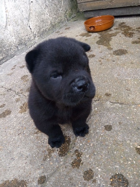 du marais aux lièvres - Chow Chow - Portée née le 30/05/2016